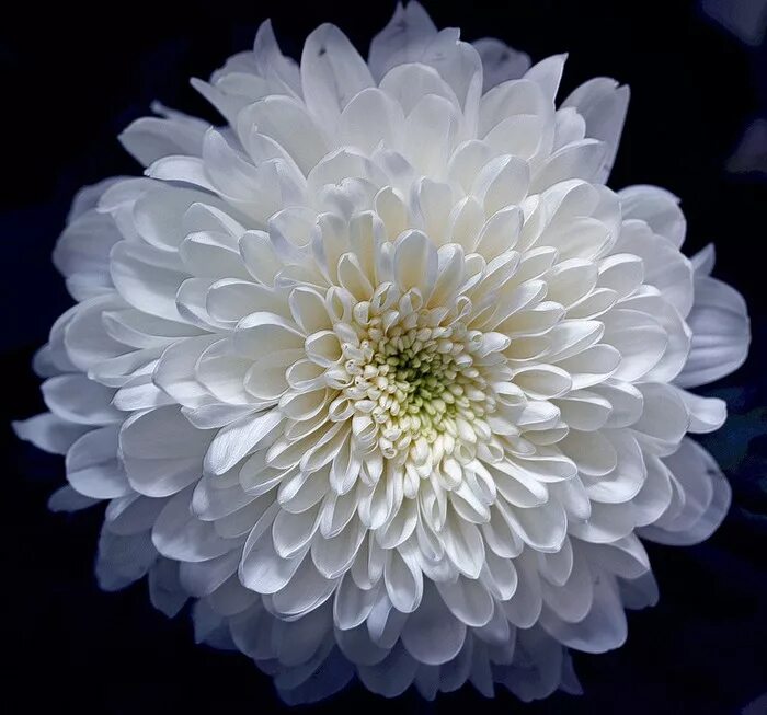 хризантема 1 цветок. хризантема 1 цветок. хризантема 1 цветок. хризантема белый феникс. хризантема 1 цветок.