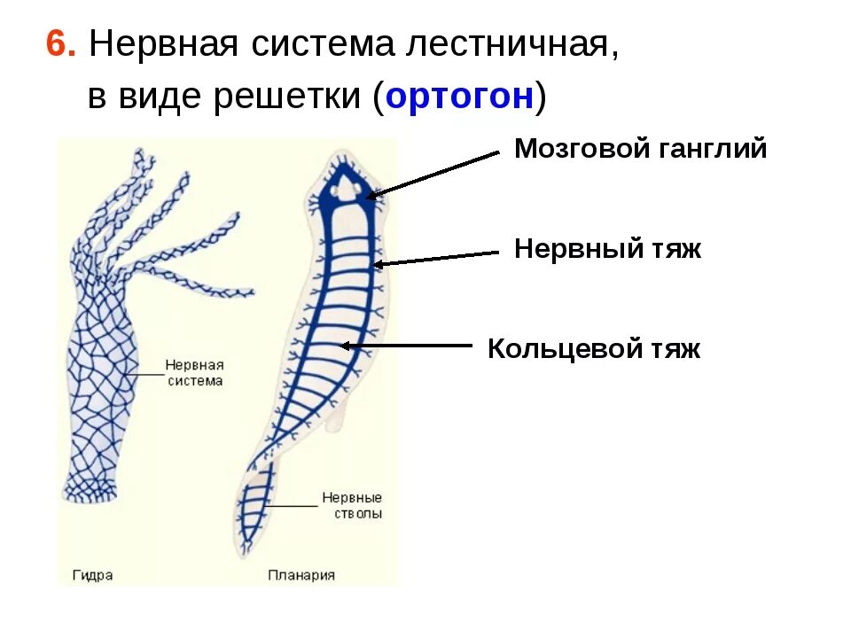 Нервная система лестничного типа у червей. Лестничная нервная система у плоских червей. Нервная система лестничного типа. Нервная система лестничного типа у плоских червей.