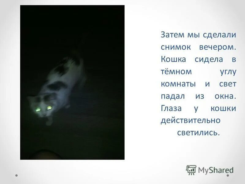 У кошки светятся глаза в темноте. Кошачье зрение в темноте. Светящиеся глаза кошки в темноте. Почему у кошек светятся глаза в темноте. Различать в темноте