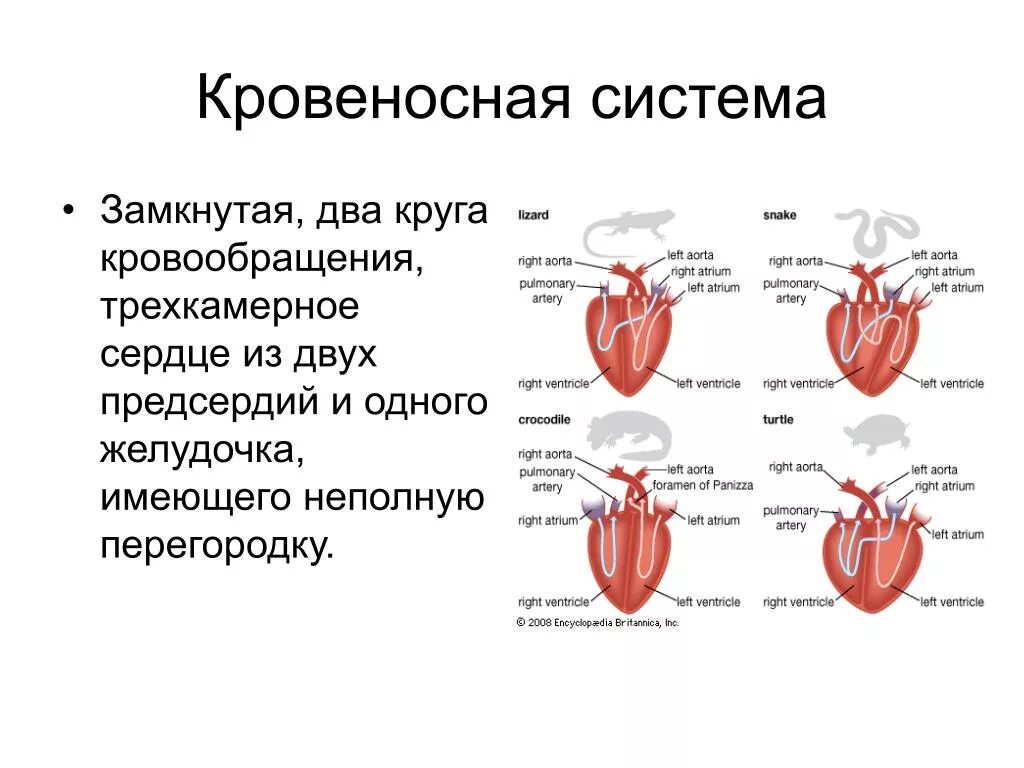 Кровообращение у черепах. Двухкамерное сердце трехкамерное четырехкамерное. Четырехкамерное сердце с двумя кругами кровообращения. Трёхкамерное сердце и два круга кровообращения. Кровеносная система рептилий 2 круга кровообращения.