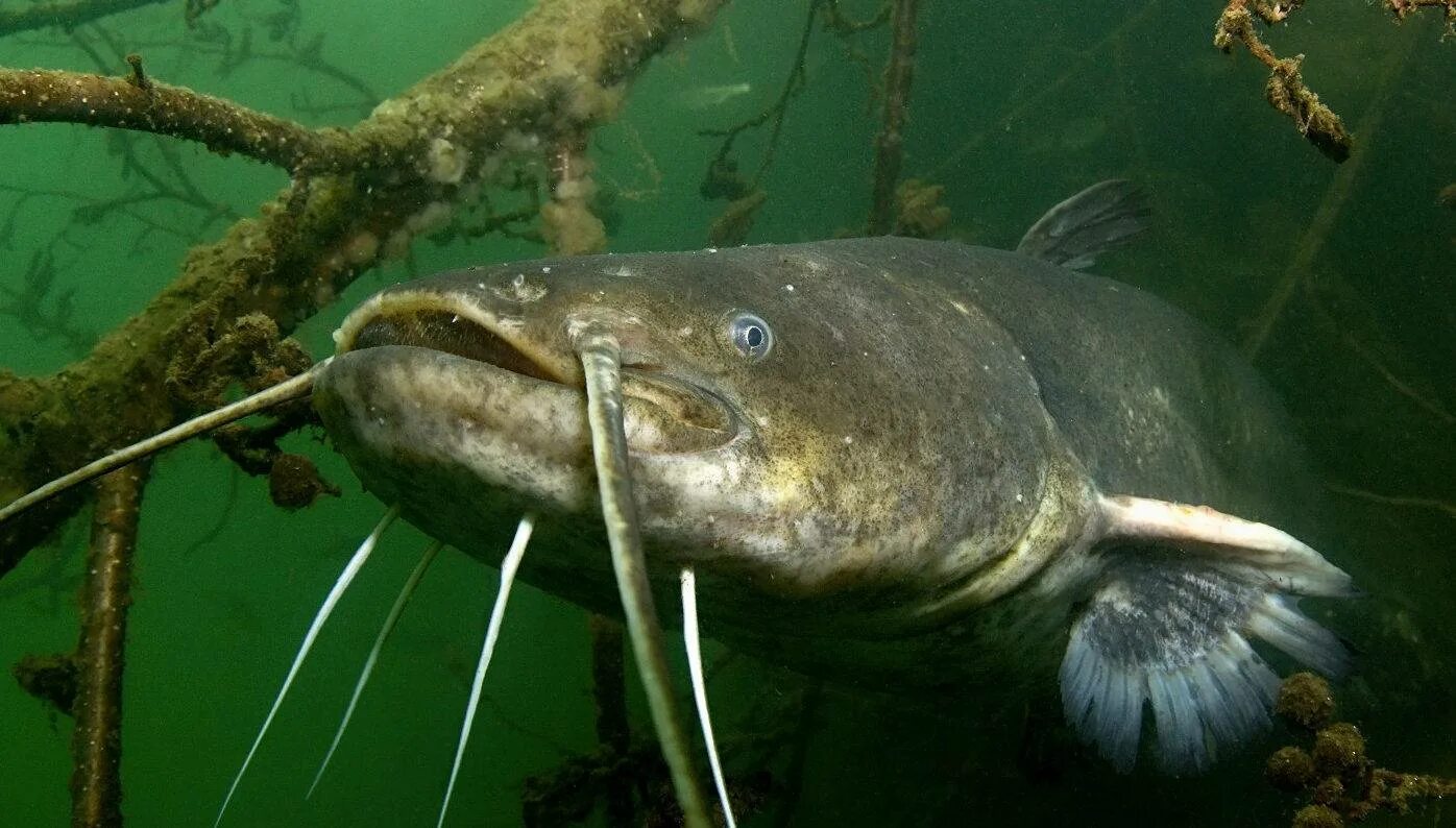 Сом обыкновенный silurus glanis. Рыба типа сома. К чему снится рыба сом. Улов сома. Сомик озерный.