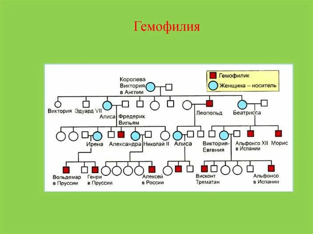 Наследование гемофилии. Гемофилия от королевы Виктории. Схема наследования гемофилии. Гемофилия виктории