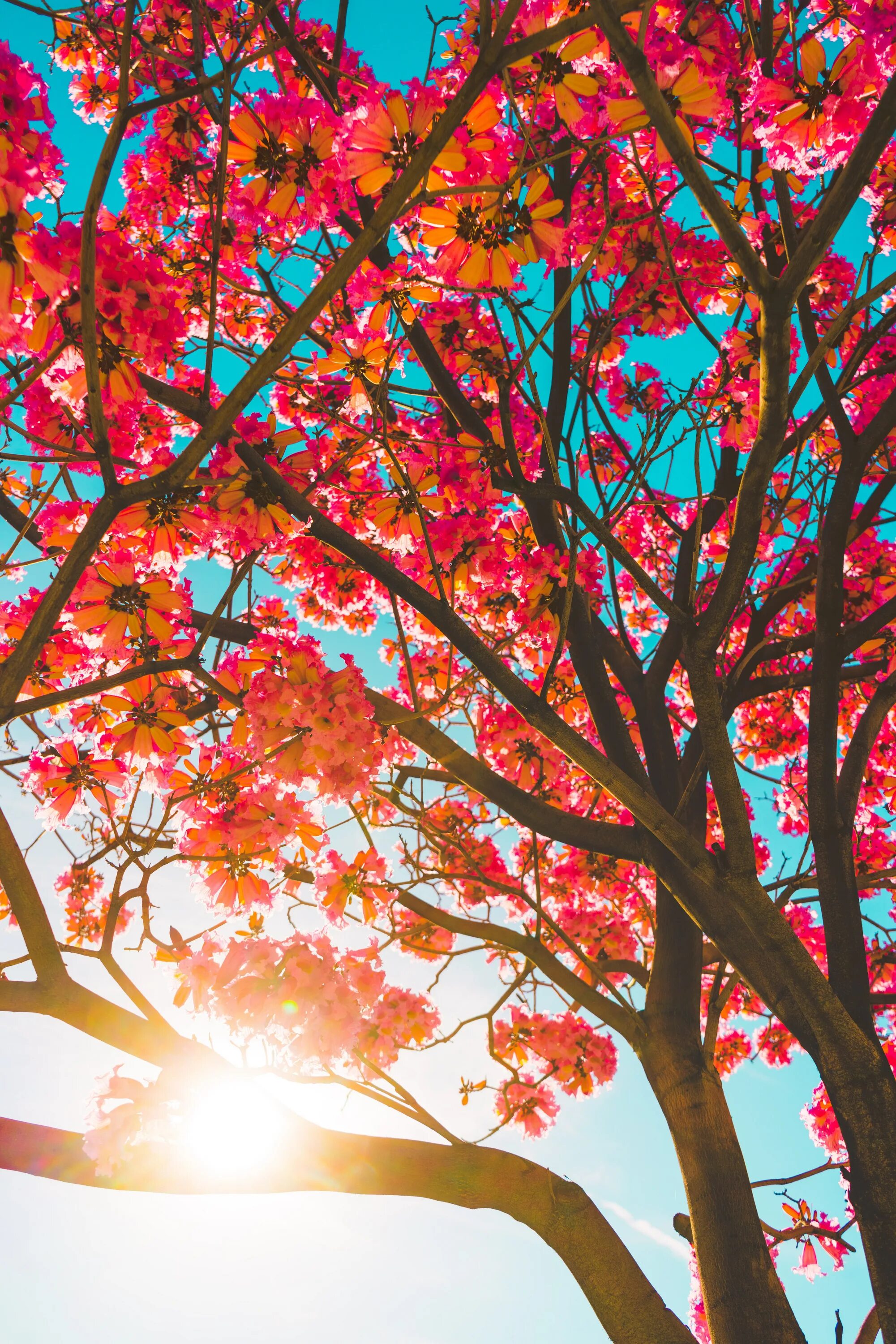 Phone tree
