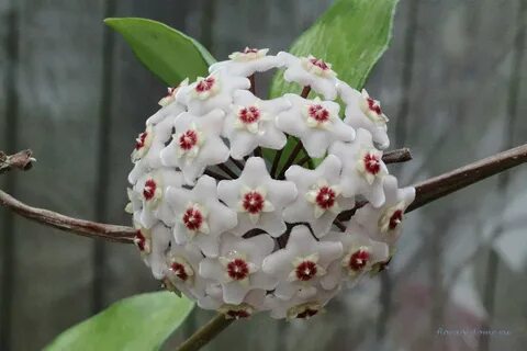 Хойя восковой плющ можно