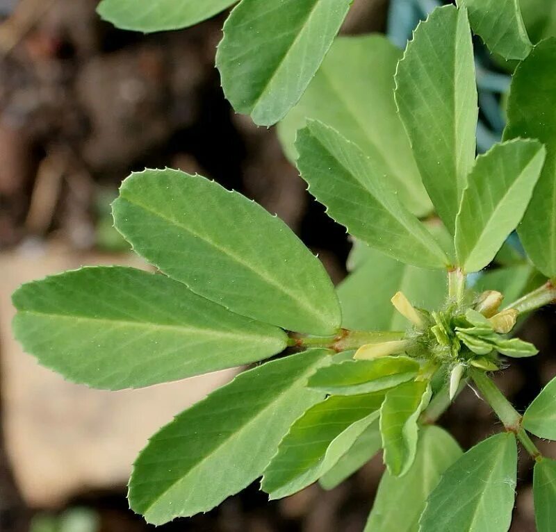 Пажитник голубой. Как выглядит пажитник. Пажитник сенной. Как выглядит пажитник. Пажитник сенной.