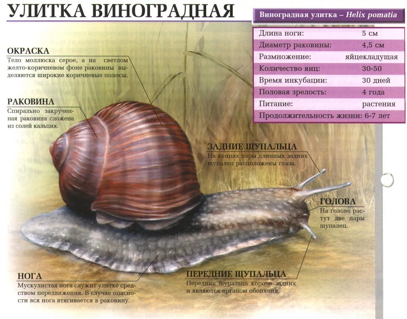 Виноградная улитка орган. Строение панциря улитки ахатина. Строение раковины улитки ахатины. Внешнее строение улитки ахатины. Наружное строение виноградной улитки.