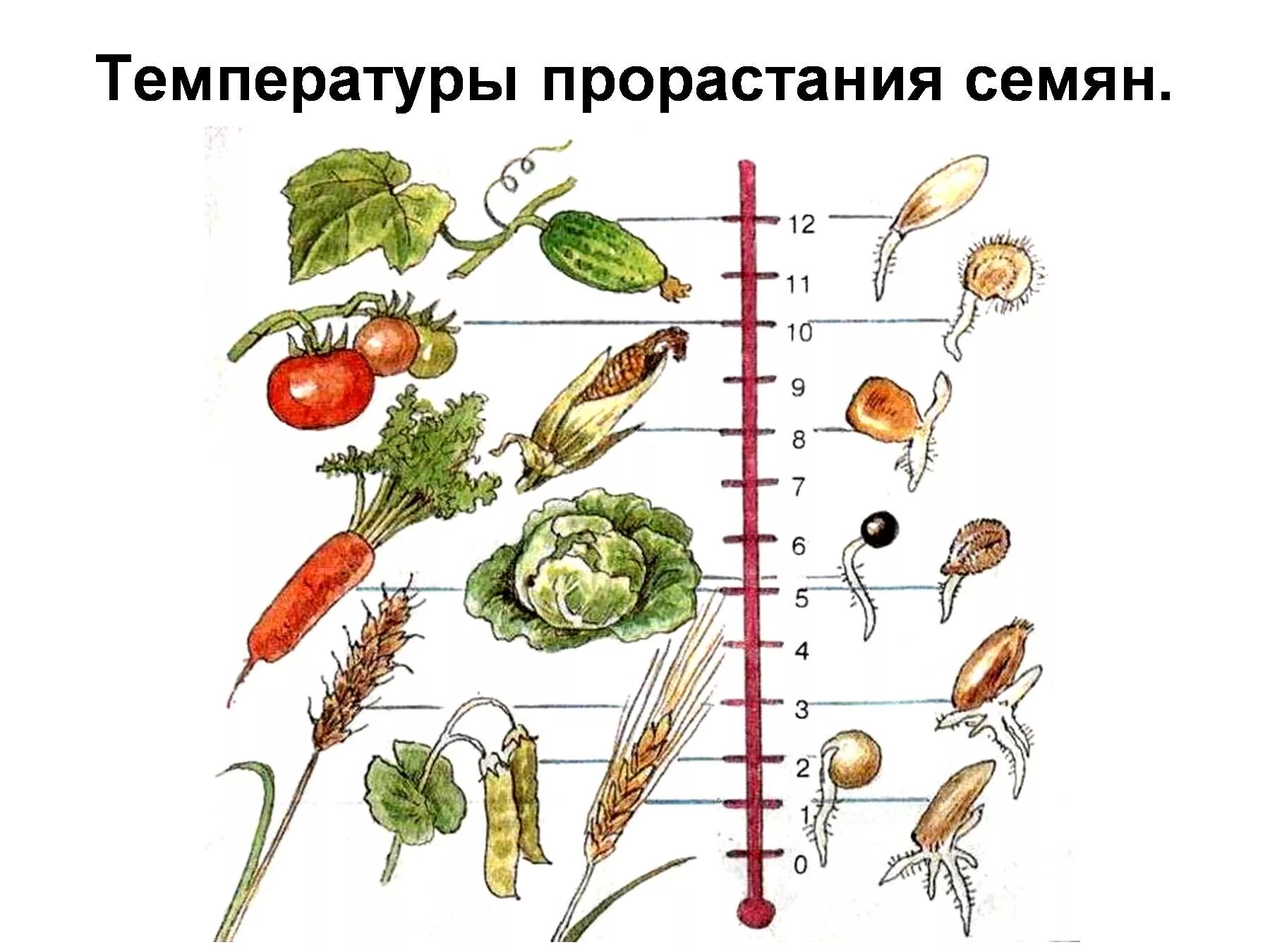 Условия развития семян. Прорастание семян. Условия прорастания семян. Температура прорастания семян. Температурные условия прорастания семян.