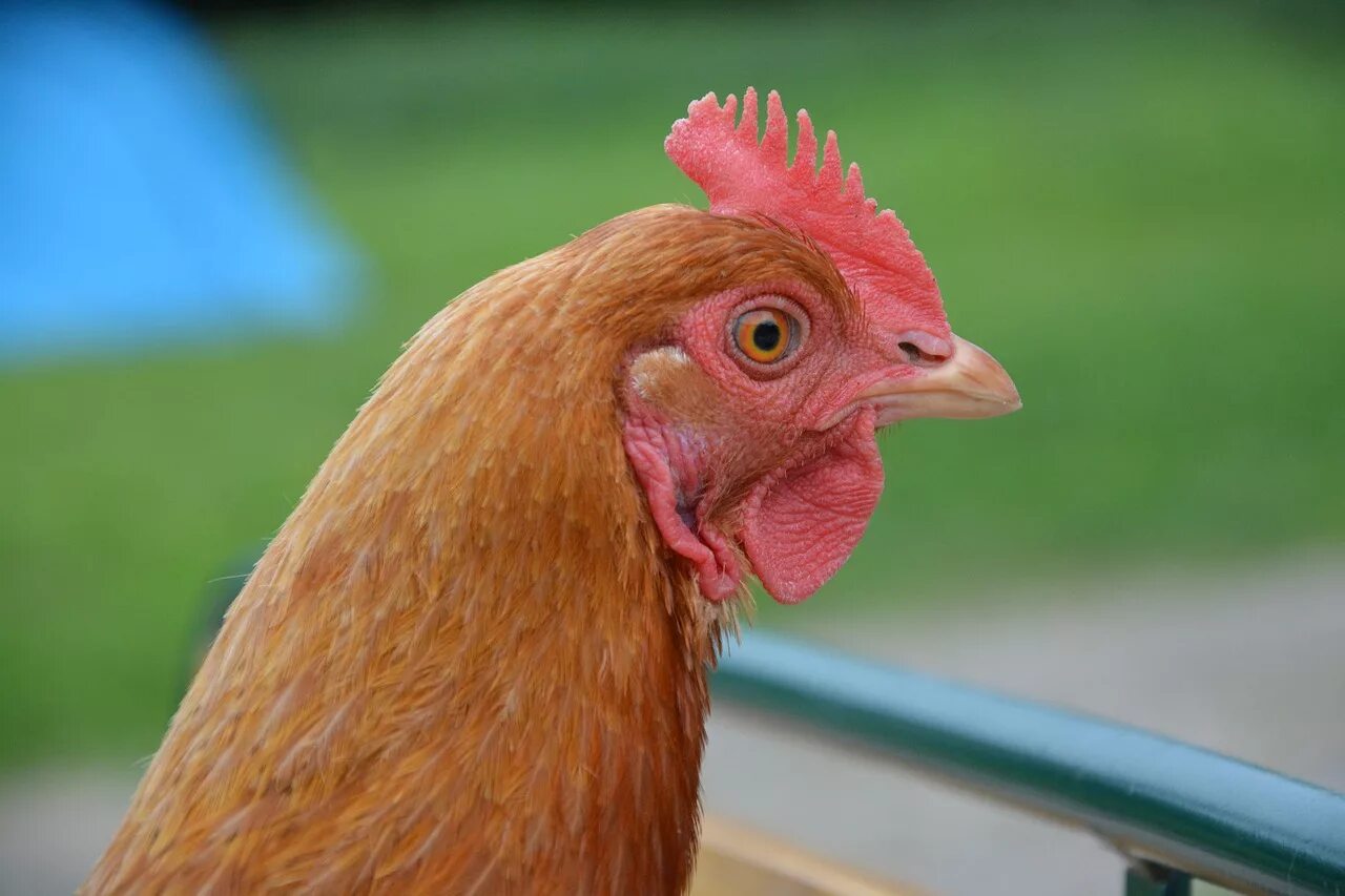 Лицо курицы. Голова курицы. Chicken head. Chicken head. Курица.