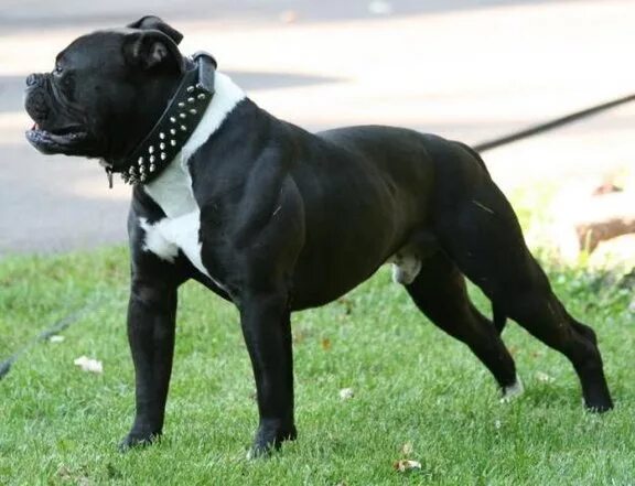 французский бульдог купированные уши. бульдог купированный. боксер порода собак. французский бульдог окрас соболь. французский бульдог с некупированными ушами.