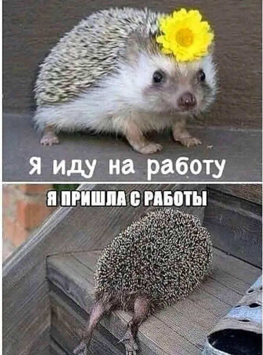 Картинки иди на работу прикольная. Смешные рисунки про работу. Прикольные открытки про работу. Прикольные картинки про работу. Кот на работе.