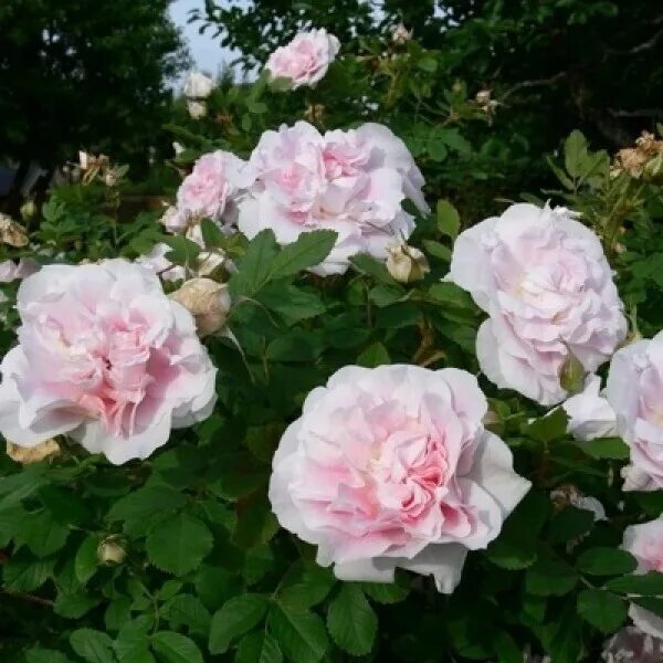 Галерея - Rosa rugosa f. Alba Rehder (Rosa rugosa 'Alba', RSM 76 , Weisse Apfel-