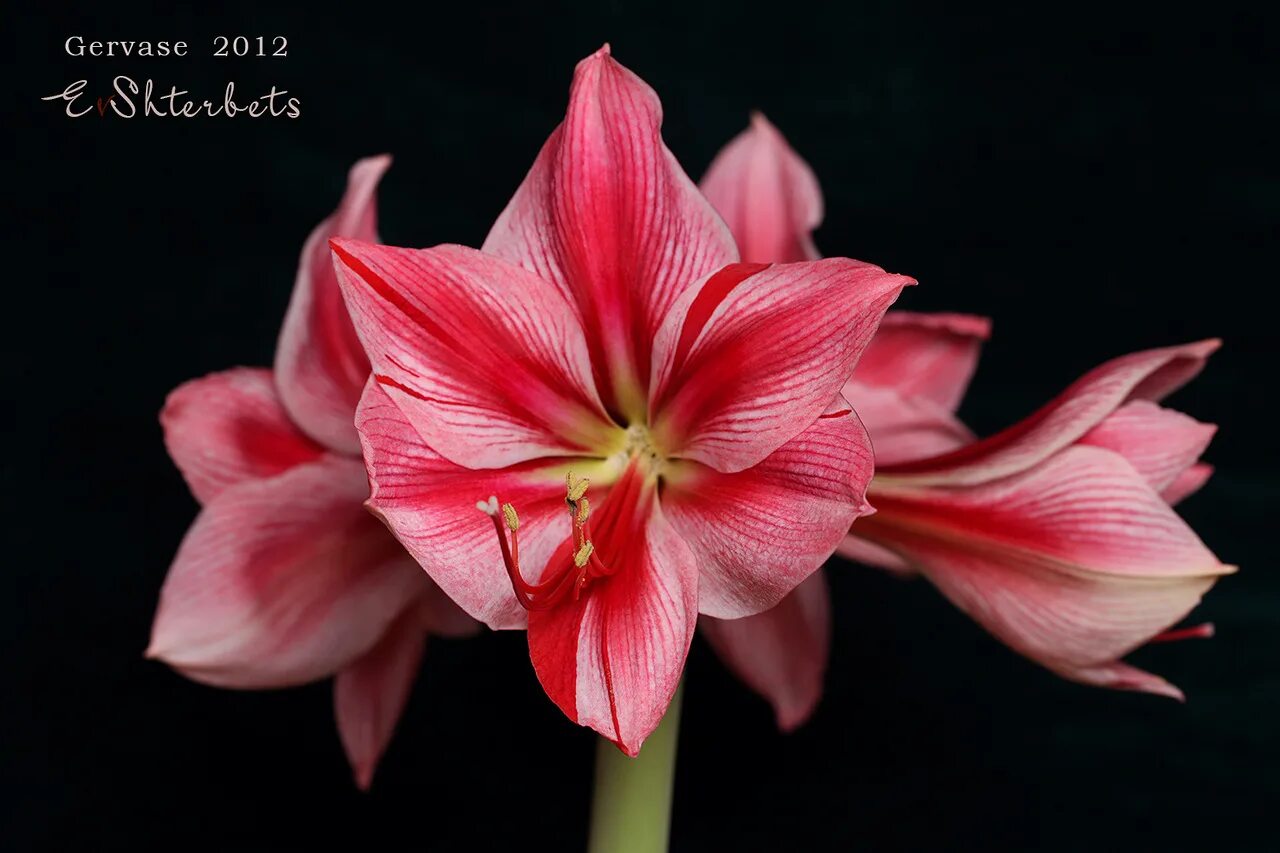 Описание сортов гиппеаструм. Гиппеаструм перл гиппеаструм блэк. Описание сортов гиппеаструм. Цветок луковичный гиппеаструм. Описание сортов гиппеаструм.