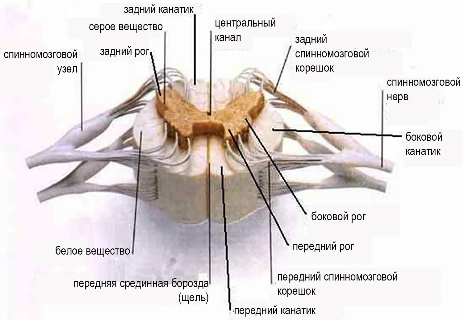Внутреннее строение спинного мозга поперечный разрез. Внутреннее строение спинного мозга анатомия. Наружное строение спинного мозга схема. Серое вещество белое вещество спинномозговой канал.