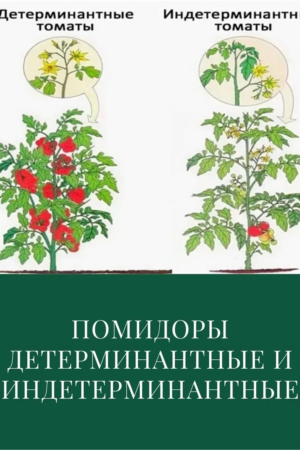 Томат сорт это что значит. Детерминантный индетерминантный сорт. штамбовые индетерминантные детерминантные томаты. индетерминантный сорт томатов что это такое. индетерминантные сорта томатов высота.