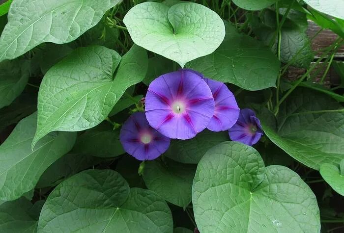 Ипомея фото цветов Pin on Morningglories Morning glory flowers, Garden vines, Morning glory vine