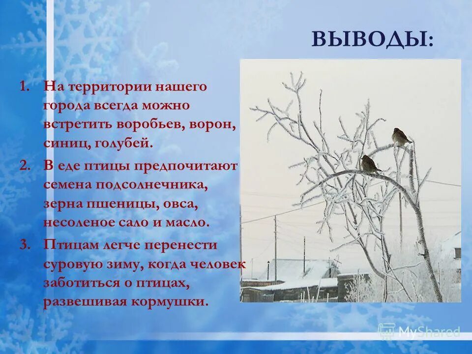 Птицы нашего города проект