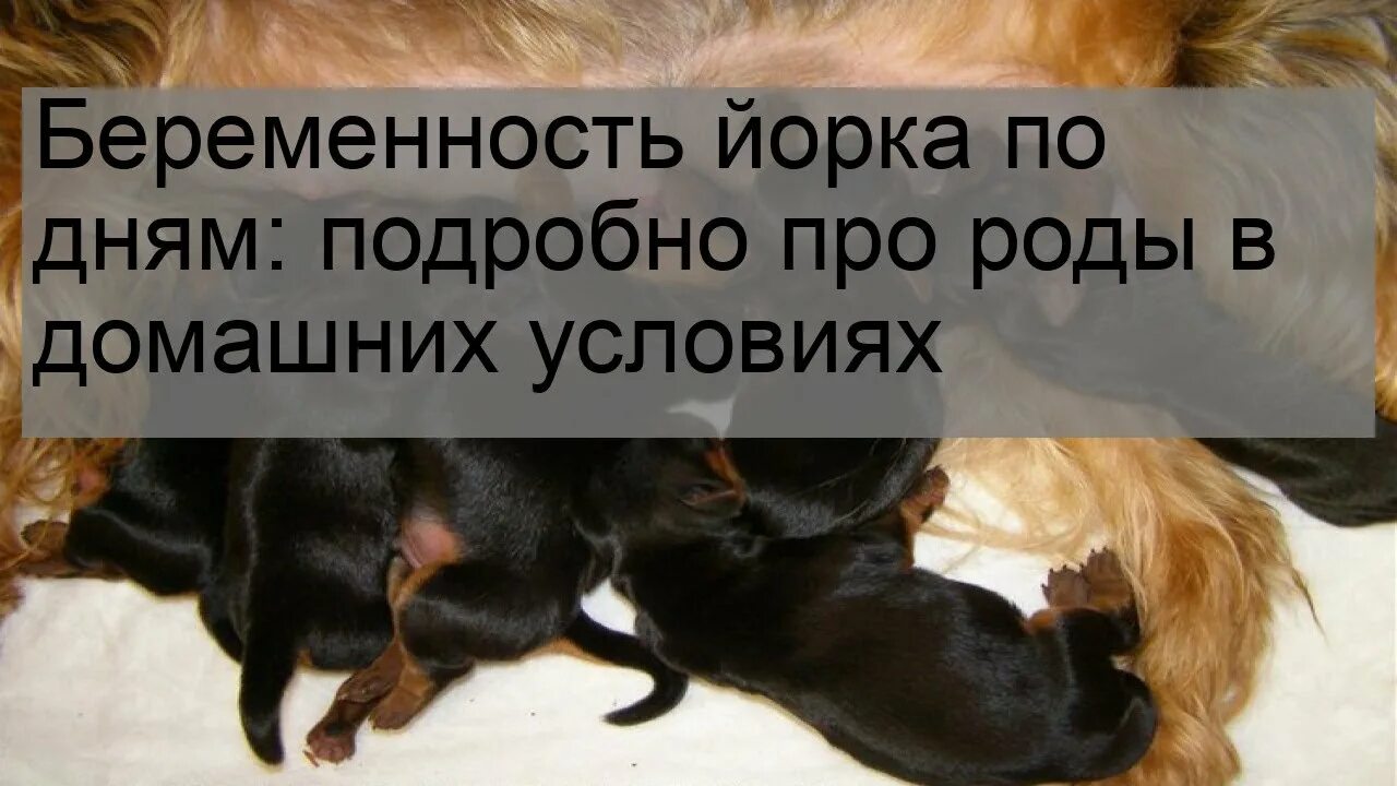Беременность у собак йоркширского терьера. Беременность йорка по дням. йоркширский терьер беременность по дням. беременные йорки по дням.