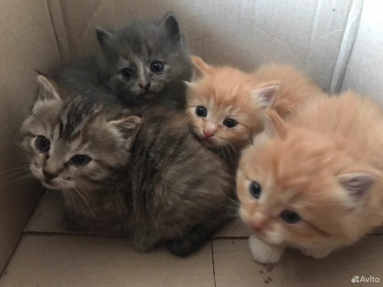 Отдаются породистые котята. Авито кошки в хорошие. Авито липецк котята. Котенок серый в руках. Красивые котята даром.