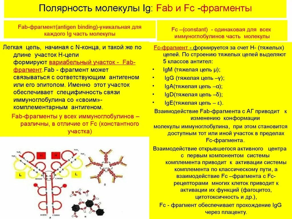 Фрагменты иммуноглобулинов. Функции FC фрагмента иммуноглобулина. Роль FC фрагмента иммуноглобулинов. Fab и FC ФРАГМЕНТЫ антител. Строение иммуноглобулина FC фрагмент.