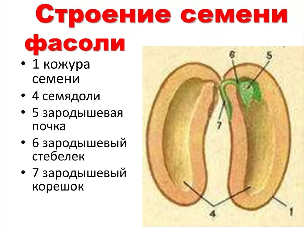 Рассмотрите рисунок семени какая структура. Строение зародыша семени фасоли рисунок. Биология строение семени фасоли. Строение семени фасоли обыкновенной схема. Как устроено семя фасоли 6.