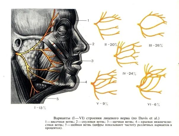 Лицевые нервы человека. Лицевой нерв- nervus Facialis. Иннервация тройничного нерва. Тройничный нерв анатомия иннервация. Иннервация тройничного и лицевого нерва.