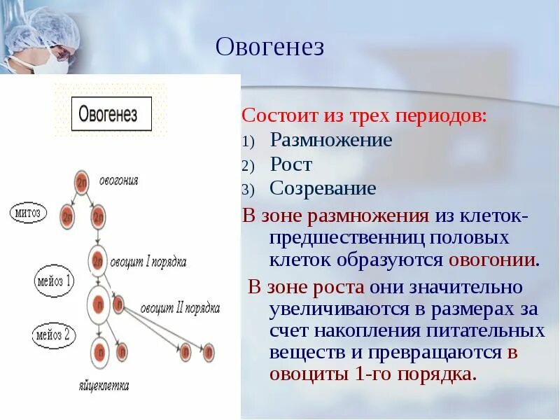 Образование зиготы образование половых клеток на листостебельном. Созревание яйцеклетки в мейозе. образование половых клеток сперматогенез. периоды сперматогенеза и овогенеза. периоды овогенеза размножение рост и созревание.