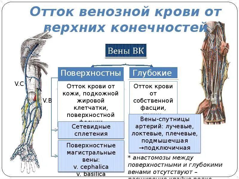 Подкожная вена латынь. Глубокие вены верхней конечности анатомия. поверхностные вены верхней конечности таблица. поверхностные вены верхней конечности схема. головная вена верхней конечности.