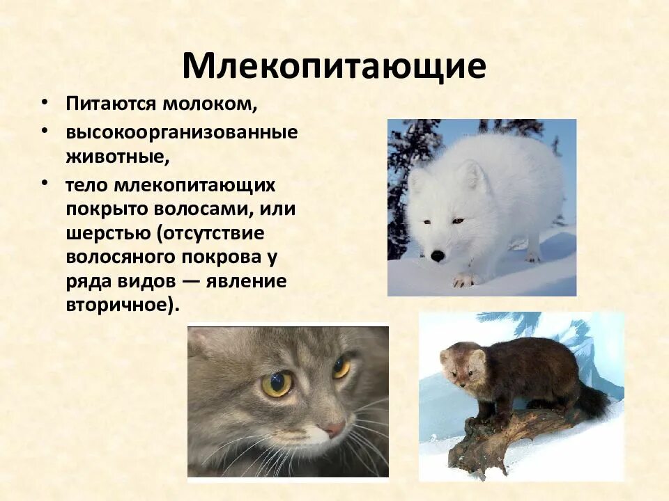 Теплокровные млекопитающие. Млекопитающие самая высокоорганизованная группа позвоночных. Млекопитающие высокоорганизованные теплокровные животные. Тело млекопитающих покрыто шерстью. Характеристика млекопитающих.