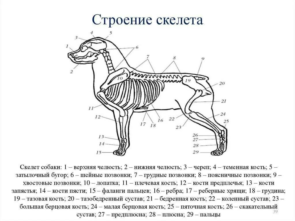 Какие отделы позвоночника у собак. Строение скелета собаки анатомия. Скелет собаки строение схема. Скелет собаки с названием костей. Внутреннее строение собаки схема.