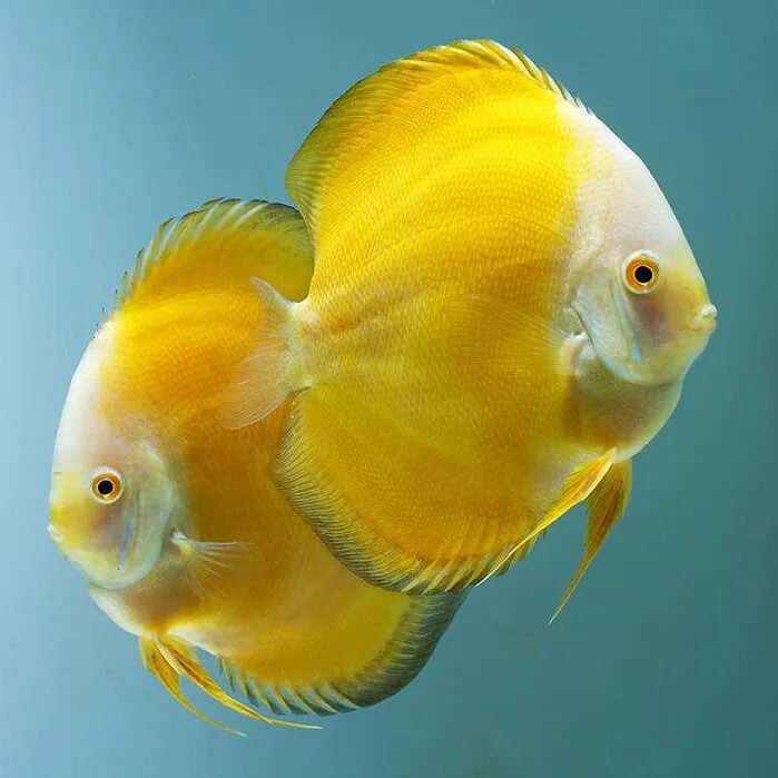 Golden pair
