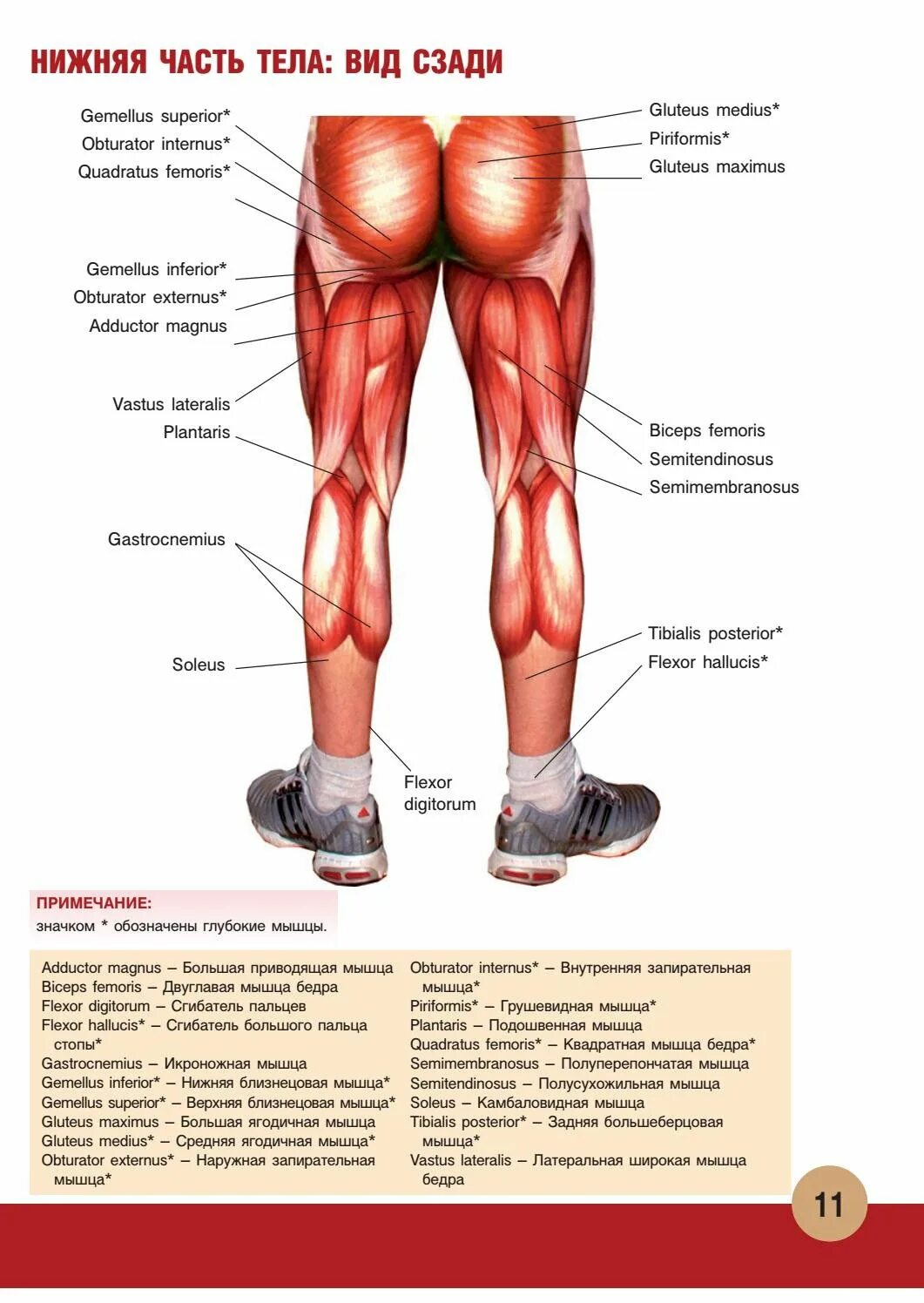 Мышцы бедра спереди. Мышцы нижней части тела. Мышцы нижней части туловища. Мышцы бедра вид сзади. Мышцы нижней задней части тела.