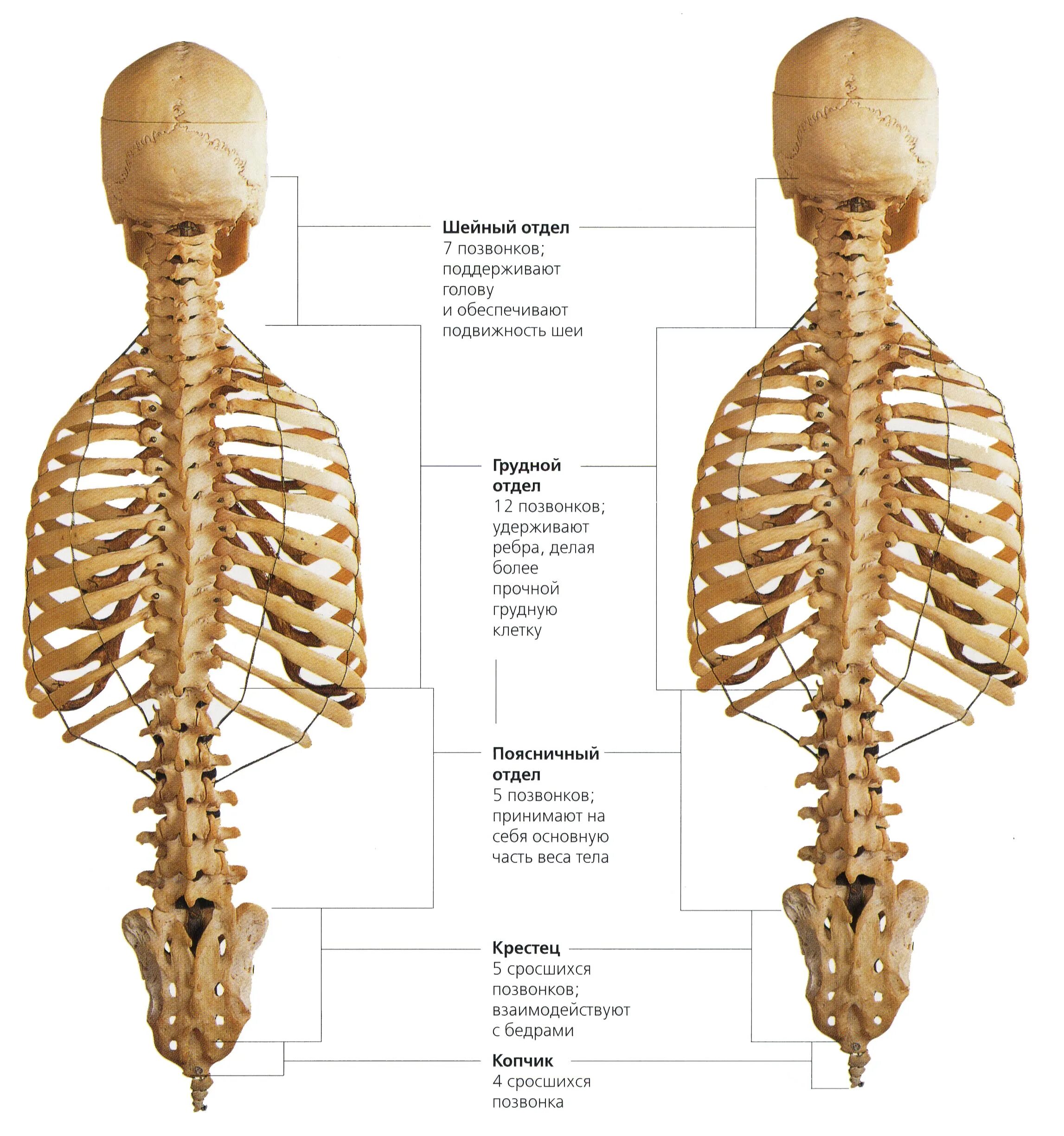 Анатомия спины человека кости. Строение грудного отдела позвоночника. Позвонок строение на скелет. Шейный отдел позвоночника кости скелета.