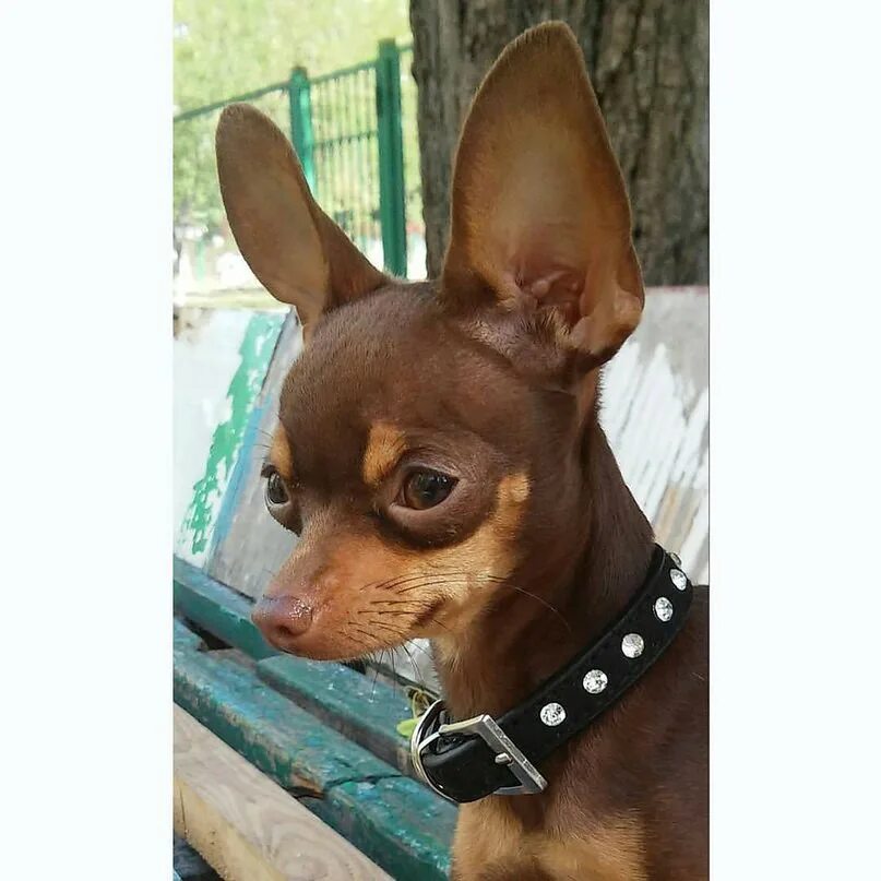 Той терьер олененок. Русский той терьер груминг. Стрижка русского тойтербера длинношерстого. Как подстричь той терьера. Той терьер.