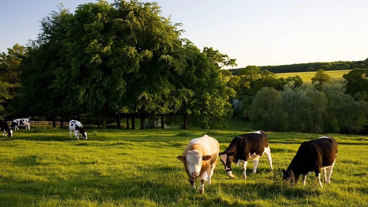 Ферма. Американская ферма с коровами. Коровы зелёная Долина. Фон ферма. Countryside life 18