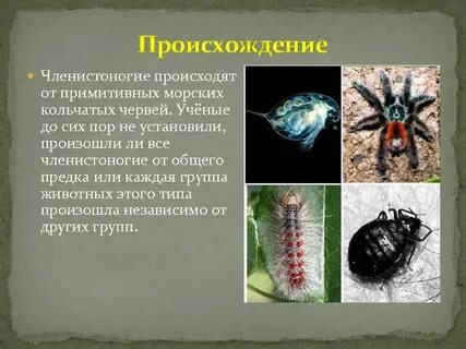 Черты сходства кольчатых червей и членистоногих
