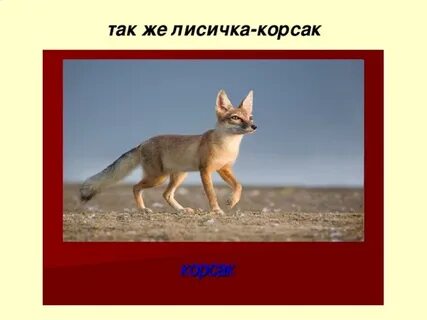 Лисица корсак природная зона