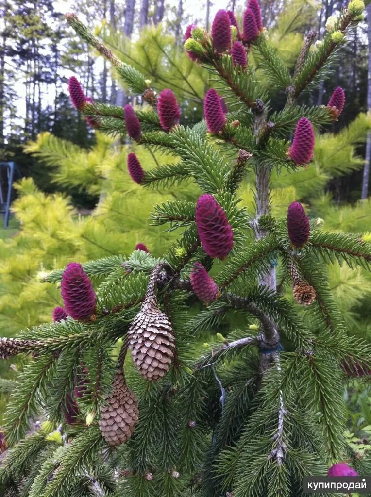 Покажи хвойные. Ель обыкновенная Аркона. Picea Abies Acrocona. Ель обыкновенная Acrocona. Ель обыкновенная Акрокона (Picea Abies Acrocona).