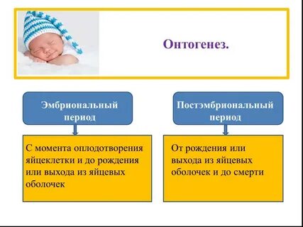 Закономерности постэмбрионального периода онтогенеза