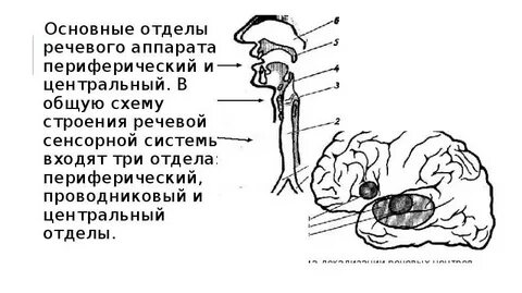 Периферический отдел речевого