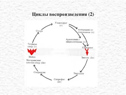 Общий цикл это