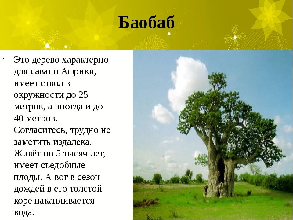 Воспользуйтесь текстом живет на свете баобаб. Баобаб краткая характеристика. Баобаб дерево описание. Баобаб описание растения. Информация о дереве баобаб.