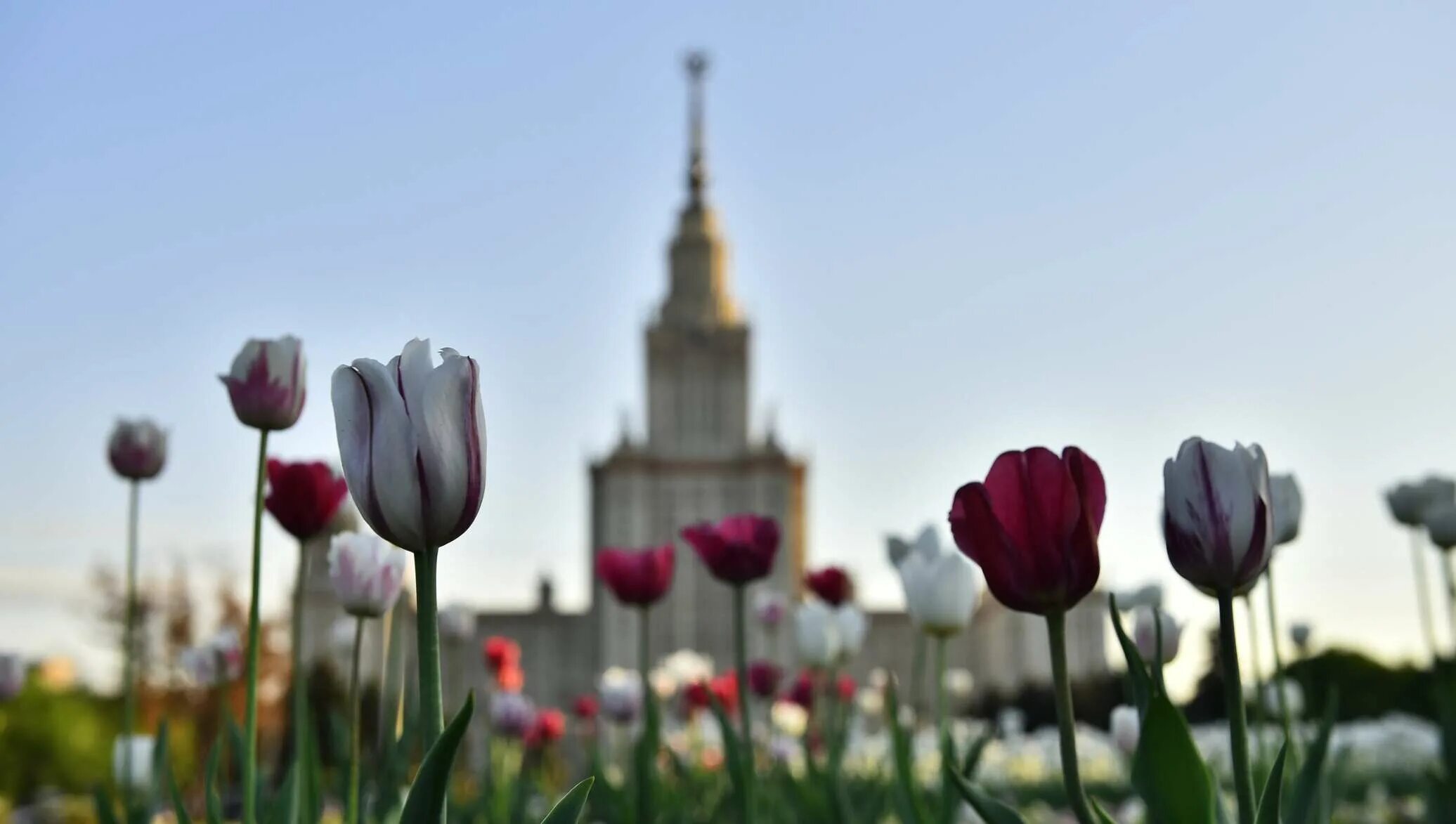 Мгу весной. Тюльпаны в Москве около МГУ.