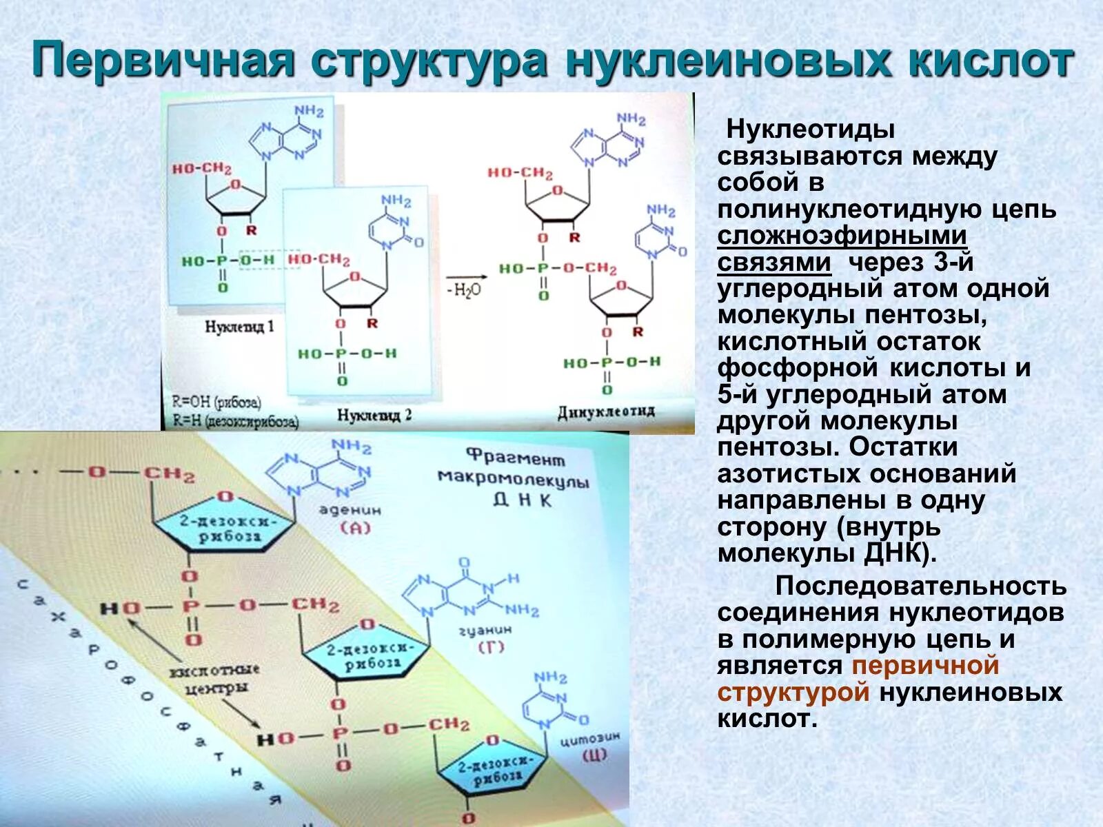 Первичная структура нуклеиновых кислот первичная. Строение Цепочки нуклеиновых кислот ДНК. Строение ДНК И РНК химия 10 класс. Первичная структура ДНК полинуклеотидная цепь.