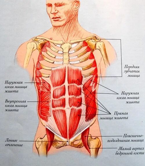 Корпус туловища