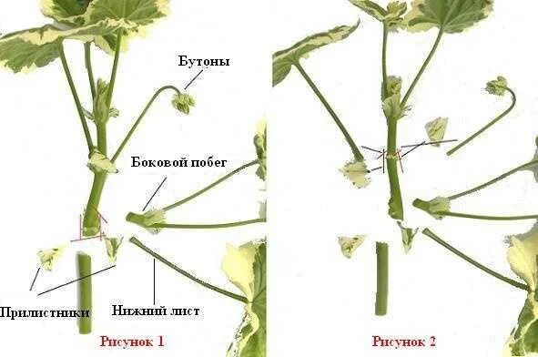Прищипывать ли герань. Черенкование пеларгонии схема. Герань пеларгония размножение. Размножение герани схема. Цветонос пеларгонии.