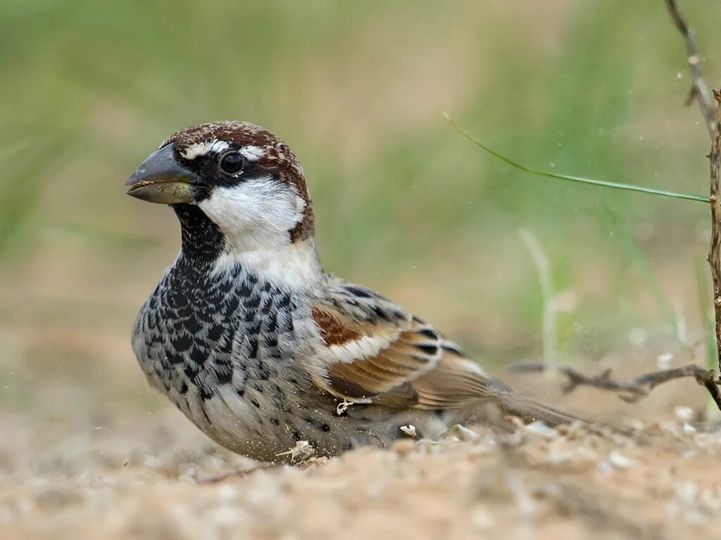 Изображение птиц. Испанский воробей самка. Черногрудый воробей. Черногрудый воробей самка. Черногрудый воробей.
