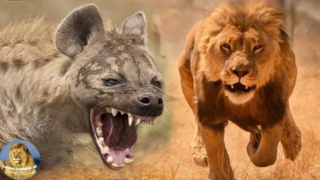 Отношения между львами и гиенами