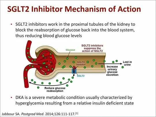 Ингибиторы НГЛТ-2 механизм действия. Sglt2 механизм действия. Ингибиторы натрий-глюкозного котранспортера препараты. Sglt2.