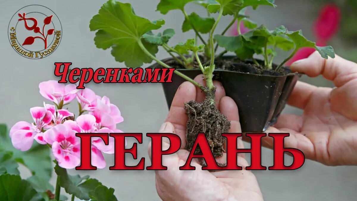 Королевская герань размножение. Черенкование пеларгонии. Пеларгония Королевская размножение черенками. Пеларгония вегетативная. Герань рассада.