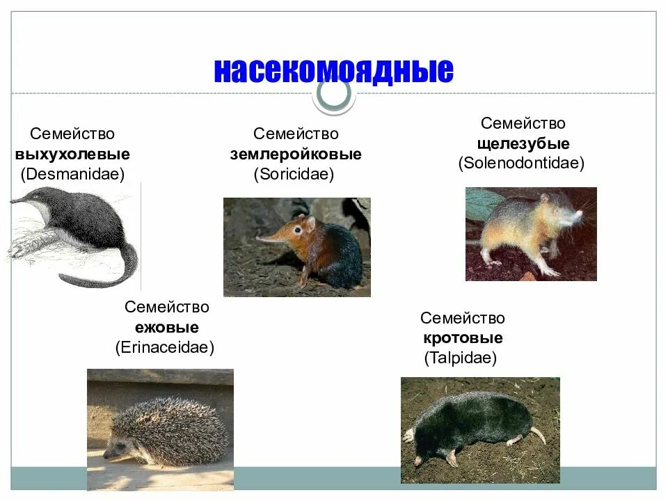 Место обитания насекомоядных. Отряд Насекомоядные. Насекомоядные млекопитающие. Насекомоядные млекопитающие представители. Семейства отряда Насекомоядные млекопитающие.